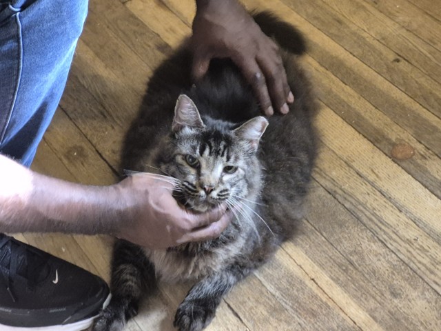 Shelter Stray Male Cat last seen Near BLOCK STOCKTON ST, DETROIT, MI, 7401 Chrysler Dr, Detroit, MI 48211, USA