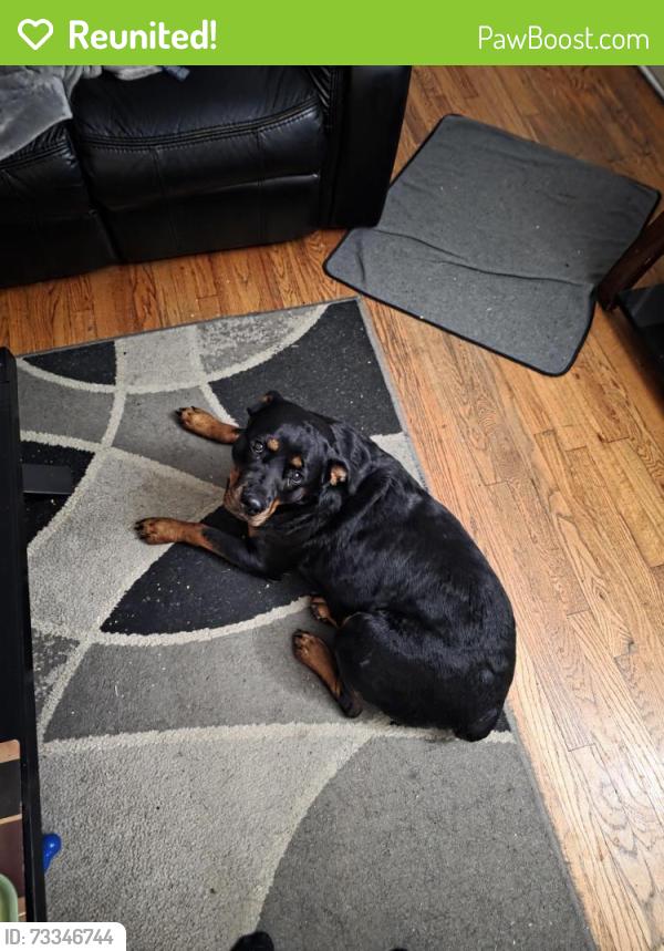 Reunited Female Dog last seen Near lewis, Tulsa, OK 74104
