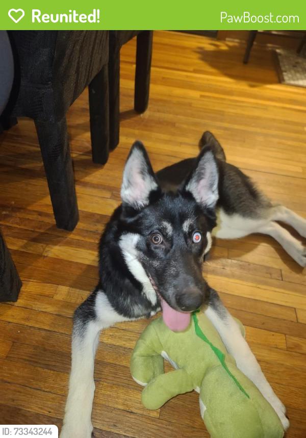 Reunited Female Dog last seen 61st ave, Fridley, MN 55432