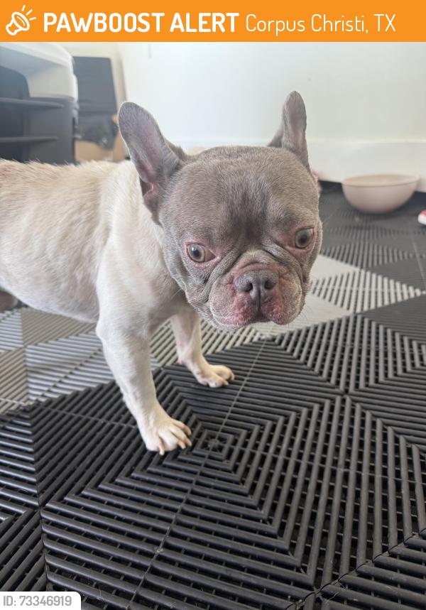 Found/Stray Male Dog last seen London family ranch, Corpus Christi, TX 78415