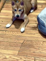 Reunited Female Dog last seen 52nd & south maplewood ave, Chicago, IL 60632