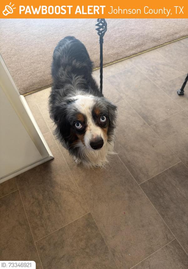 Found/Stray Unknown Dog last seen Near Liberty Chapel Fire Department. Off Private Road, Johnson County, TX 76031