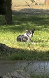 Lost Male Dog last seen Grant Line Rd, Elk Grove, CA 95624
