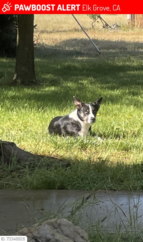 Lost Male Dog last seen Grant Line Rd, Elk Grove, CA 95624