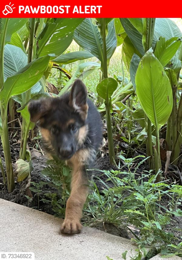 Lost Male Dog last seen Cr 4701, Cherokee County, TX 75789