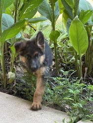 Lost Male Dog last seen Cr 4701, Cherokee County, TX 75789