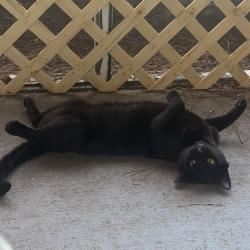 Lost Male Cat last seen Near Reserve Blvd, Gulf Breeze, FL 32563