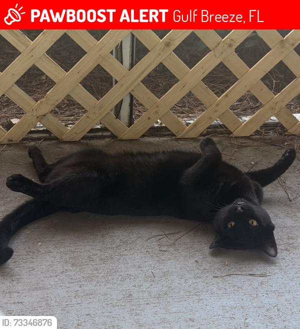 Lost Male Cat last seen Near Reserve Blvd, Gulf Breeze, FL 32563