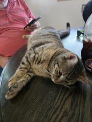 Lost Female Cat last seen Pilot Flying J truck stop, Walton, KY 41094