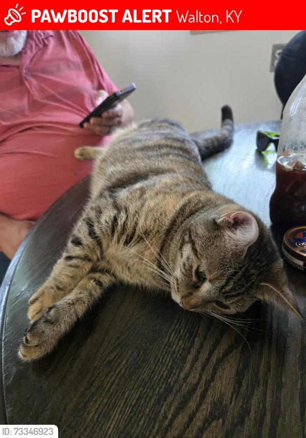 Lost Female Cat last seen Pilot Flying J truck stop, Walton, KY 41094