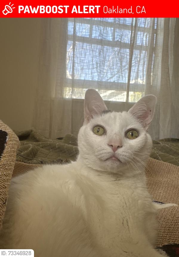 Lost Male Cat last seen Hampel St / Greenwood Ave, Oakland, CA 94602