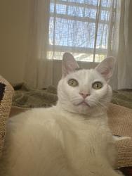 Lost Male Cat last seen Hampel St / Greenwood Ave, Oakland, CA 94602