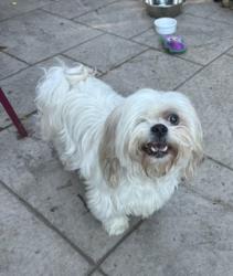 Reunited Unknown Dog last seen 26th Ave and Quail St Lakewood CO, Lakewood, CO 80215