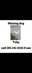 Lost Male Dog last seen Midvale S 145 E, Midvale, UT 84047