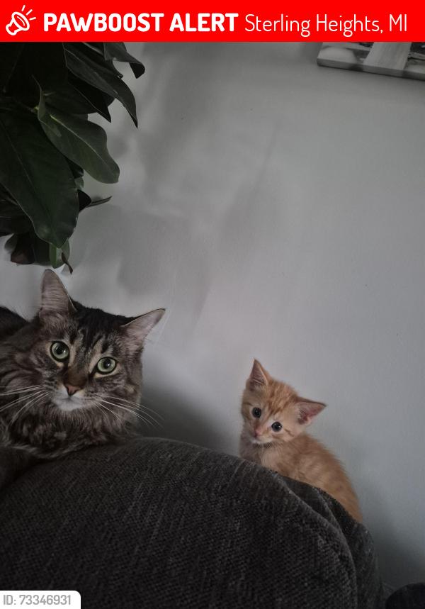Lost Female Cat last seen Dodge park, Sterling Heights, MI 48313