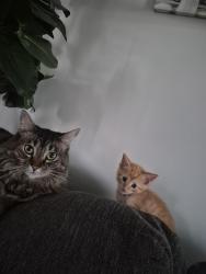 Lost Female Cat last seen Dodge park, Sterling Heights, MI 48313