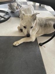 Found/Stray Female Dog last seen South Fox den, Farragut, TN 37934