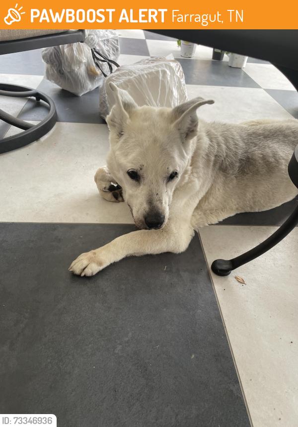 Found/Stray Female Dog last seen South Fox den, Farragut, TN 37934
