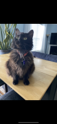 Lost Female Cat last seen Heritage Park area., Simpsonville, SC 29681