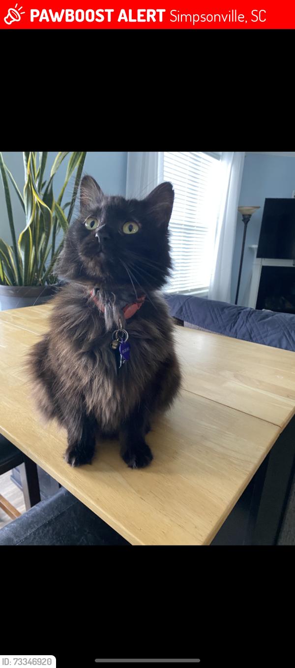 Lost Female Cat last seen Heritage Park area., Simpsonville, SC 29681