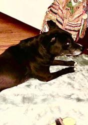 Reunited Male Dog last seen Central Gardens, Memphis, TN 38104