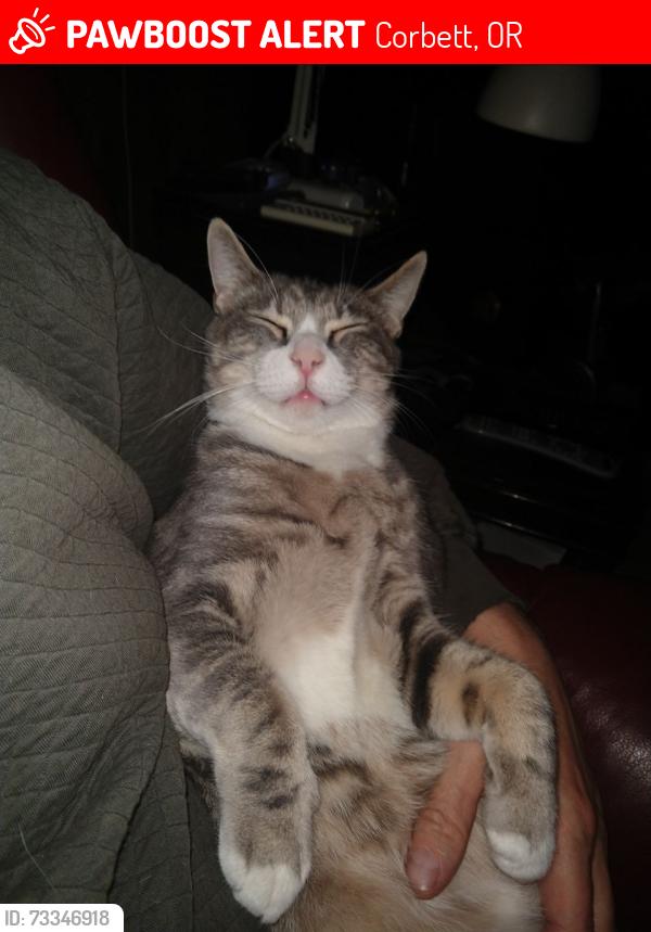 Lost Male Cat last seen Near HCRH, between Bell Road, and HCRH., Corbett, OR 97019