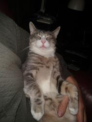 Lost Male Cat last seen Near HCRH, between Bell Road, and HCRH., Corbett, OR 97019