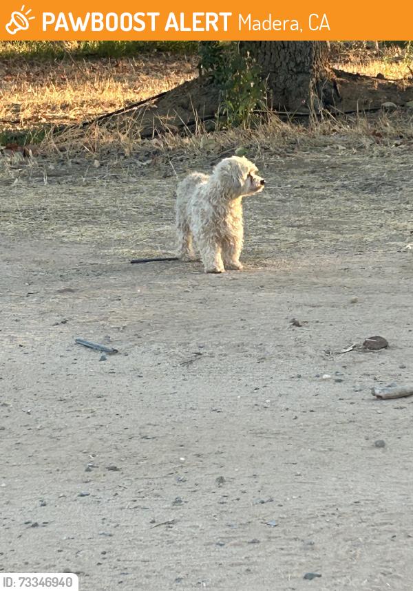 Found/Stray Female Dog last seen Avenue 21, Madera, CA 93638