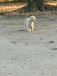 Found/Stray Female Dog last seen Avenue 21, Madera, CA 93638