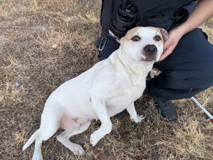 Shelter Stray Female Dog last seen Near LIBBEY AVE, West District, TX, 355 Hillshire Dr, Haslet, TX 76052, USA