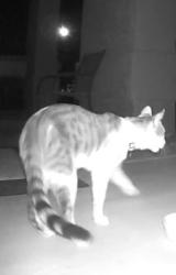 Found/Stray Unknown Cat last seen Pueblo. And. Aloha, Henderson, NV 89015