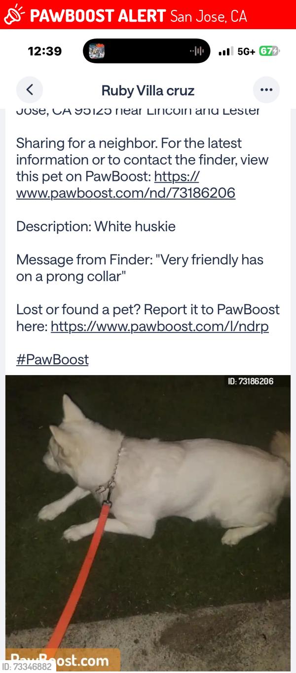 Lost Male Dog last seen Lester San Jose CA, San Jose, CA 95125