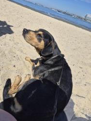 Reunited Male Dog last seen 65Th/Imperial, San Diego, CA 92114