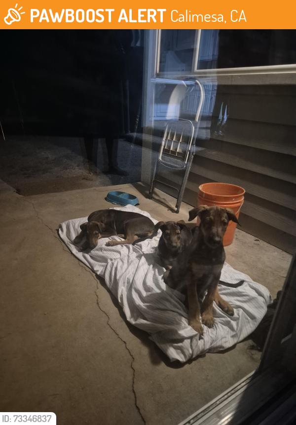 Found/Stray Unknown Dog last seen Myrtlewood and cherry ln, Calimesa, CA 92399