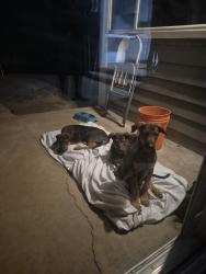 Found/Stray Unknown Dog last seen Myrtlewood and cherry ln, Calimesa, CA 92399