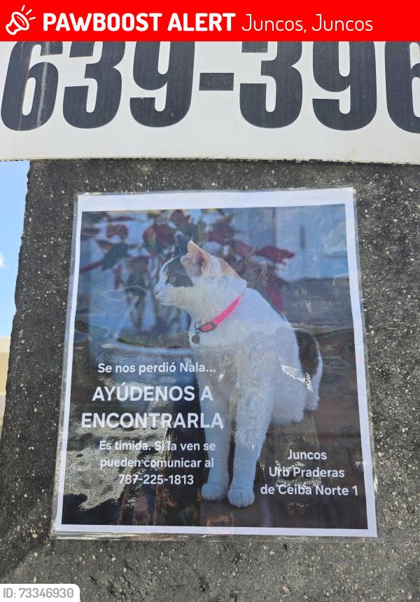 Lost Female Cat last seen Praderas de Ceiba Norte 1 en Juncos PR, Juncos, Juncos 00777
