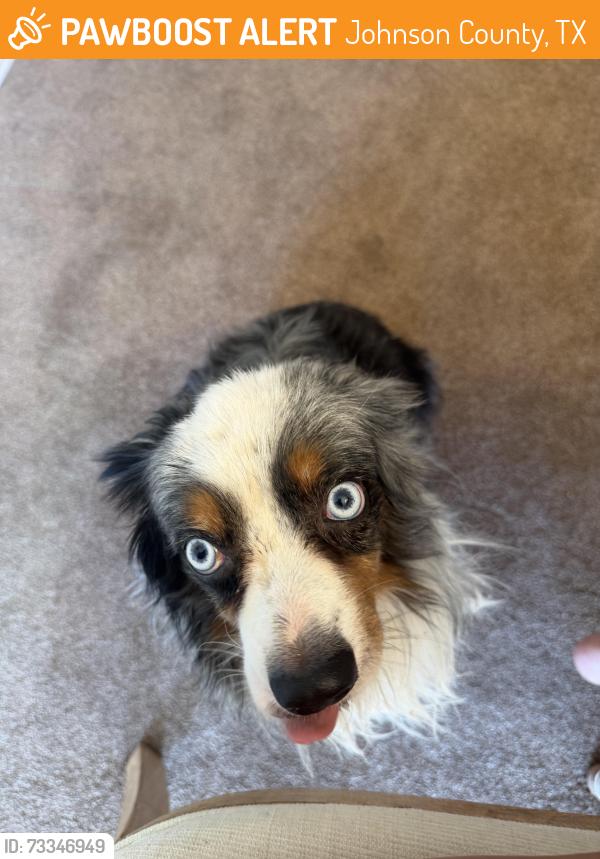 Found/Stray Unknown Dog last seen Private Road across from Liberty Chapel Fire Department, Johnson County, TX 76031