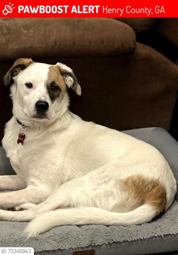 Lost Male Dog last seen Stallsworth Road and Sandy Ridge Rd, Henry County, GA 30252
