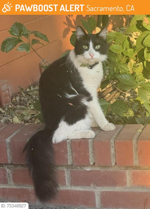 Found/Stray Unknown Cat last seen P street between 23rd & 24th, Sacramento, CA 95816