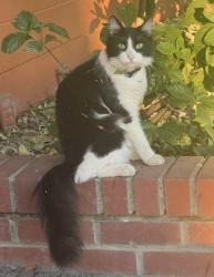 Found/Stray Unknown Cat last seen P street between 23rd & 24th, Sacramento, CA 95816