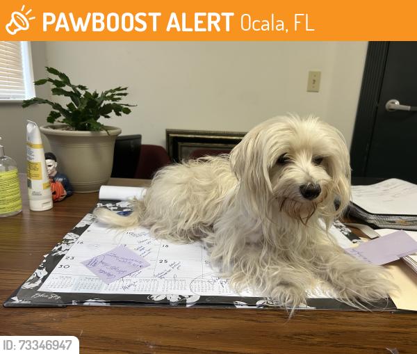 Found/Stray Female Dog last seen Hwy 40, Ocala, FL 34470