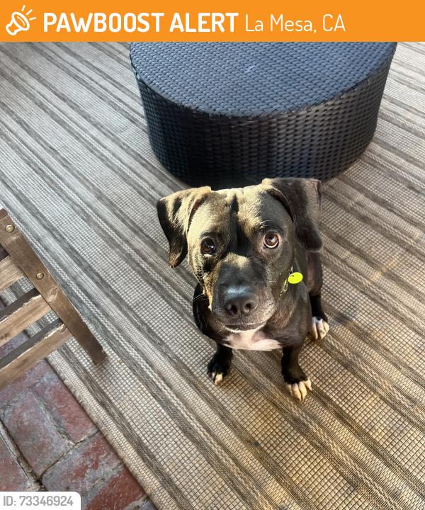 Found/Stray Male Dog last seen Colony Rd & Dana St, La Mesa, CA 91942