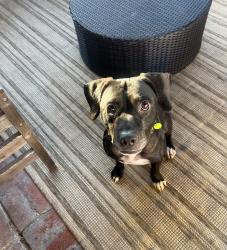 Found/Stray Male Dog last seen Colony Rd & Dana St, La Mesa, CA 91942