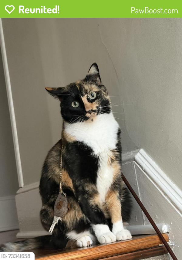 Reunited Female Cat last seen E Brown St, West Haven CT, West Haven, CT 06516