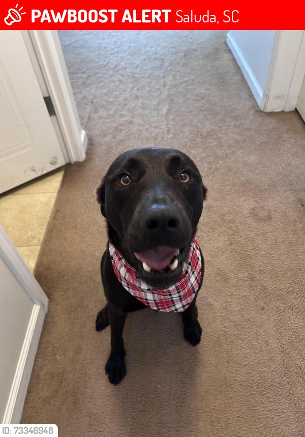Lost Male Dog last seen Main st caper hse, Saluda, SC 29138
