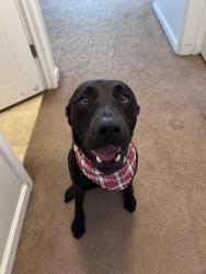 Lost Male Dog last seen Main st caper hse, Saluda, SC 29138