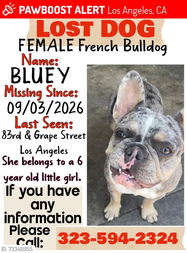 Lost Female Dog last seen 83rd st and grape, Los Angeles, CA 90001