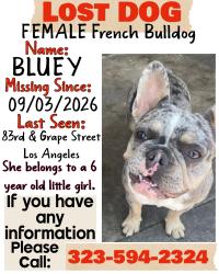 Lost Female Dog last seen 83rd st and grape, Los Angeles, CA 90001