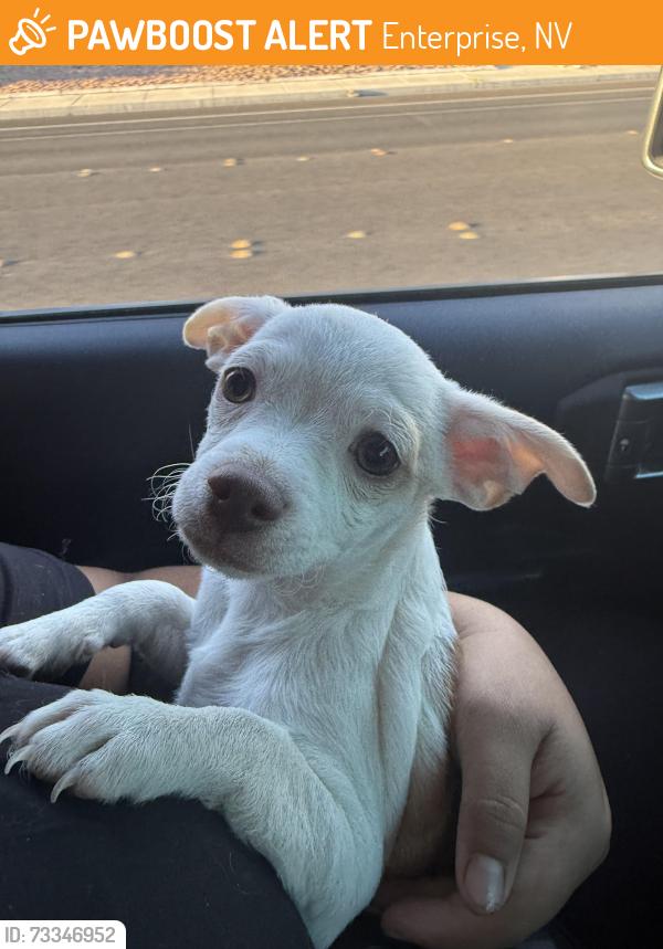 Found/Stray Female Dog last seen Valley view blvd & moberly avenue, Enterprise, NV 89139