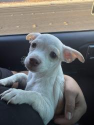 Found/Stray Female Dog last seen Valley view blvd & moberly avenue, Enterprise, NV 89139